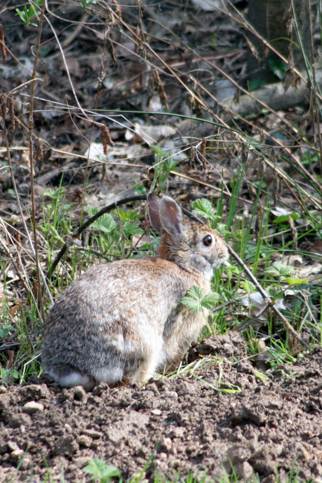 Sylvilagus floridanus (VA)